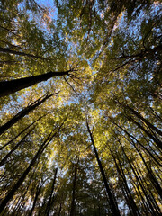 Beech forest in the province of Girona known as Fageda de´n Jorda during autumn