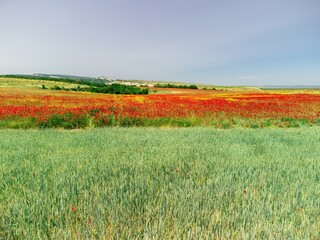 Field of red poppies near to green wheat field. Aerial view. Beautiful field scarlet poppies flowers with selective focus. Red poppies in soft light. Glade of red poppies. Papaver sp. Nobody