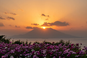 ダイヤモンド桜島とコスモス