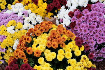 chrysanthèmes en fleurs - 553685442