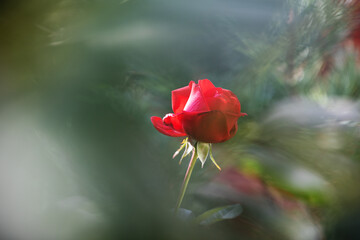Beautiful red rose blooming in the garden.
