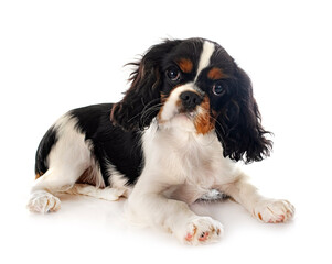 young cavalier king charles