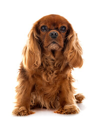 young cavalier king charles