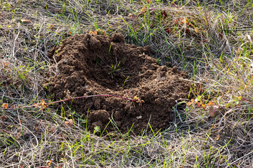Mole droppings in the field.