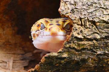 leopard gecko lizard, face gecko, - obrazy, fototapety, plakaty