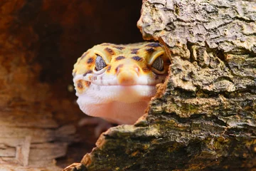 Foto auf Acrylglas Leopard leopard gecko lizard, face gecko,