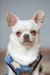 chihuahua dog portrait