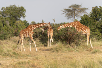 Naklejka na ściany i meble Giraffe in front Amboseli national park Kenya masai mara.(Giraffa reticulata) sunset.