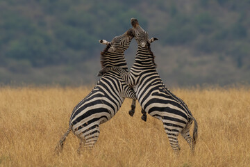 african plains zebra on the dry brown savannah grasslands browsing and grazing. focus is on the zebra with the background blurred, the animal is vigilant while it feeds