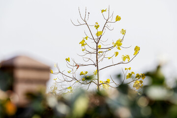 The paulownia tree begins to turn yellow in the fall.