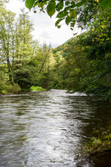 River with forest around - Thaya river in Thaytal national park on austrian-czech borders