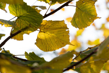 Lime tree with yellow leaves in late autumn.