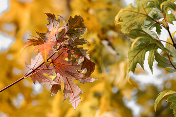 The wonderful colors of autumn in the field. Plants starting to dry up.