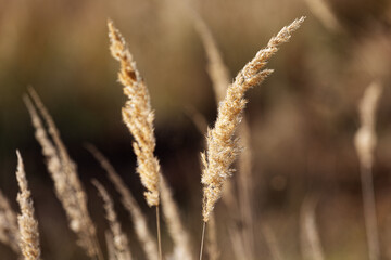 The wonderful colors of autumn in the field. Plants starting to dry up.