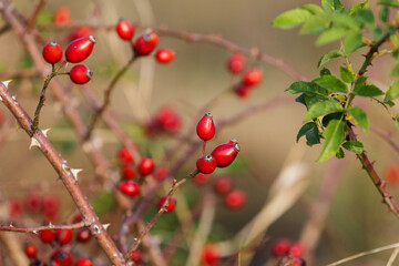 Ripe red rose hips in the field in autumn.