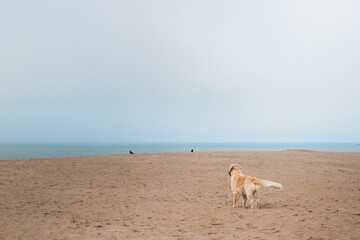 Curious dog at the beach.
