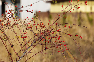 Ripe red rose hips in the field in autumn.