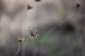The wonderful colors of autumn in the field. Plants starting to dry up.