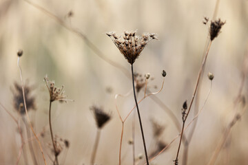 The wonderful colors of autumn in the field. Plants starting to dry up.