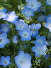 Bright blue nemophila blooming in spring meadows