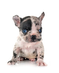 puppy french bulldog in studio