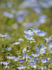 Bright blue nemophila blooming in spring meadows