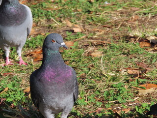 羽毛の色が美しい鳩