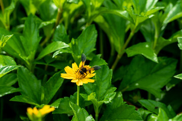 Bees like flowers because they feed on their nectar and pollen