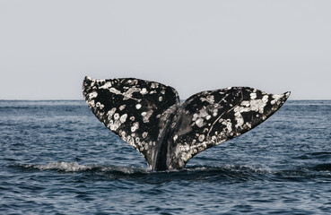 Fototapeta premium Close-up of a large whale's tail above the water.