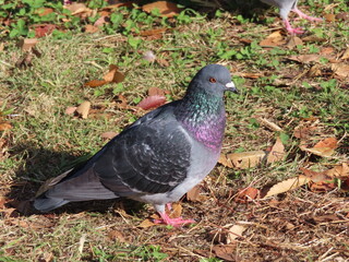 羽毛の色が美しい鳩