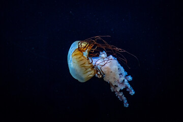 Méduse dans l'océan