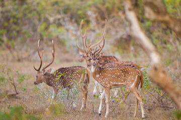 Spotted deer stag feeding on the bushes of Yala, Sri Lanka