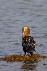 Indian Darter resting on the banks of a lake in Yala National Park.