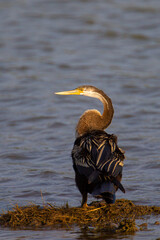 Indian Darter resting on the banks of a lake in Yala National Park.