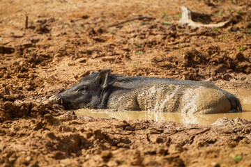 Obraz premium Wild pig relaxing near a waterhole in Yala National Park