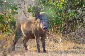Wild pig relaxing near a waterhole in Yala National Park