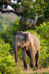 Fototapeta na wymiar Asiatic Elephant bull in musth as it chases everything around the waterhole in Yala 