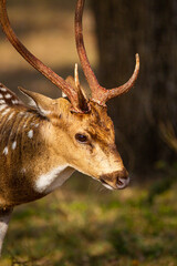Spotted deer stag feeding on the bushes of Yala, Sri Lanka