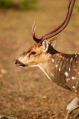 Spotted deer stag feeding on the bushes of Yala, Sri Lanka