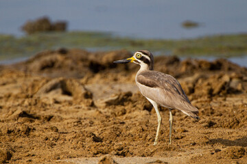 Great thick-knee searches along a lake shore for prey in Yala, Sri Lanka