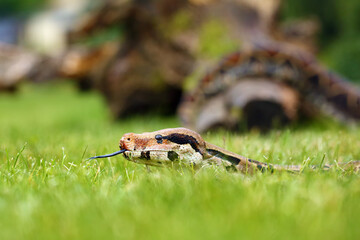 The boa constrictor (Boa constrictor), also called the red-tailed or the common boa in the grass on a green meadow. Portrait of a large snake.
