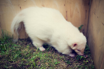 Albino striped skunk. A satisfied pet is digging in the dirt(