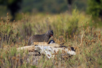 The Egyptian mongoose (Herpestes ichneumon) eating a dead pigeon. Mongoose with prey in yellow grass.