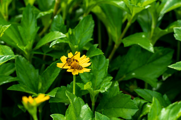 Bees feed on their nectar and pollen. Honey bees sitting on flowers.