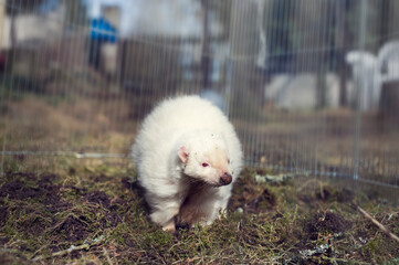 Albino striped skunk. A satisfied pet is digging in the dirt(