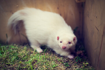 Albino striped skunk. A satisfied pet is digging in the dirt(