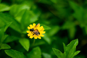 The bee sitting on a wild grass flower and eating honey