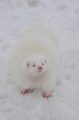 Albino skunk in snow. Pet striped skunk looks like litte bear