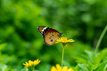 Obraz premium The butterfly holds very still while sitting on certain plants it will blend nature
