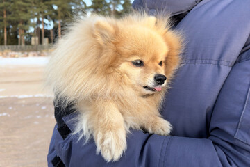unrecognizable person is holding beautiful Pomeranian Spitz dog, puppy on hands of man, owner